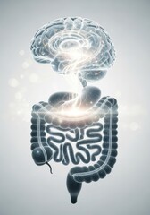 Gut-brain axis concept. 3D illustration of human brain and intestines connected, symbolizing second brain and link between digestive system and mental health.