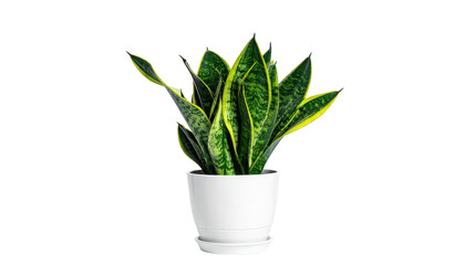 Houseplant with green and yellow leaves in a white pot