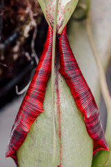 Extreme close up view of Pitcher plant details, known as pitfall traps are carnivorous plants.