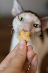Cornish Rex cat sniffing a treat up close
