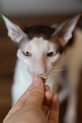 Cornish Rex cat eating a treat up close
