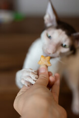 Cornish Rex cat sniffing a treat up close
