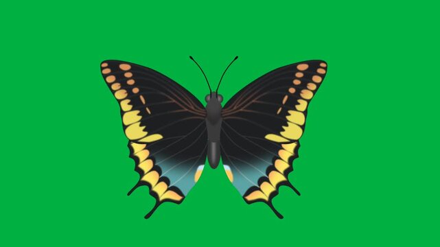 CHARAXES JASIUS BUTTERFLY 2D ANIMATION WITH CHORMA KEY 