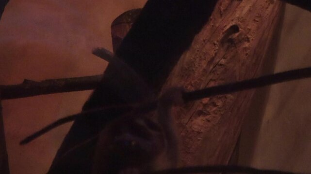 The Sunda slow loris walking on three branches in dark room. 4K. Endangered nocturnal primate.