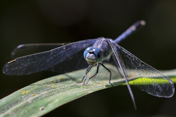 Calm blue dragonfly insect with large wing perches on green leaf. wild animal in nature, captured in beautiful macro close up view of its delicate features