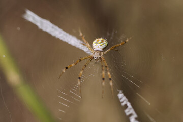 Macro close up of yellow garden spider on its intricate web. fascinating arachnid with striped leg hangs patiently in nature with soft brown background, display of wild life