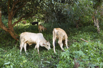 Peaceful scene of young white zebu cow grazing on lush green grass under shady tree in rural countryside. tranquil and serene moment with livestock in nature