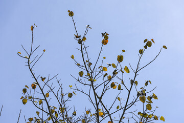 Serene, peaceful view looking up at sparse branches of bare tree with yellow leaves against clear blue sky. tranquil nature background for calm, quiet mood