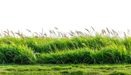 Grasses & reeds blowing gently in the wind against black backdrop