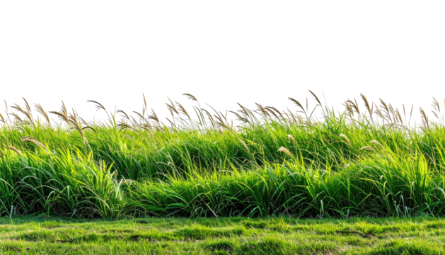 Grasses & reeds blowing gently in the wind against black backdrop