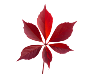 Vibrant red autumn leaf with five pointed lobes isolated on a stark black background