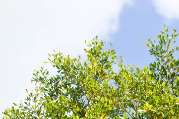 Fototapeta premium Terminalia ivorensis A Chev, Black afara or COMBRETACEAE and sky