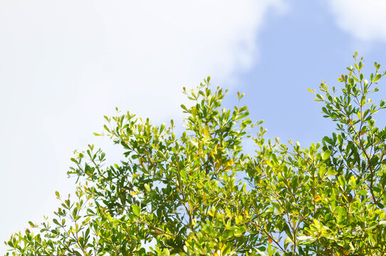 Terminalia ivorensis A Chev, Black afara or COMBRETACEAE and sky