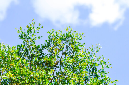 Terminalia ivorensis A Chev, Black afara or COMBRETACEAE and sky