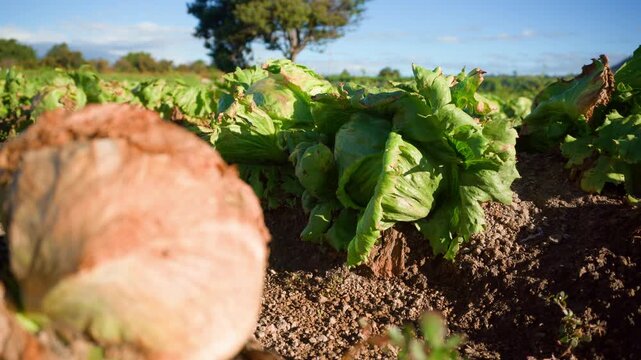 Wasted lettuce crop rotting in field