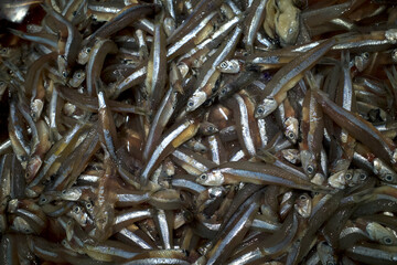 A pile of anchovy tiny fish or gray anchovy in the supermarket. Fish background