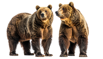 Two brown bears, standing side-by-side, alert and watchful
