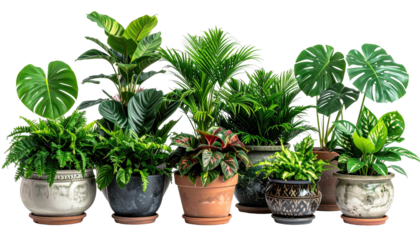 Collection of potted green indoor plants on a transparent background