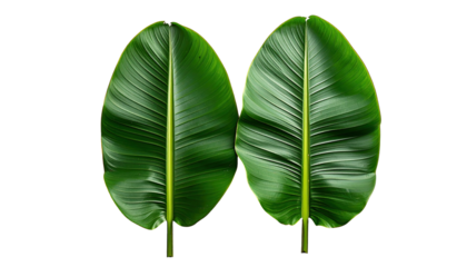 Two large, green banana leaves against a black background