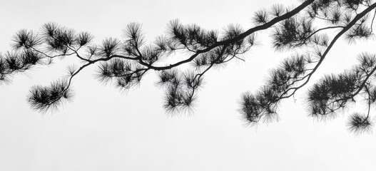 Silhouetted pine boughs with needles against a white sky