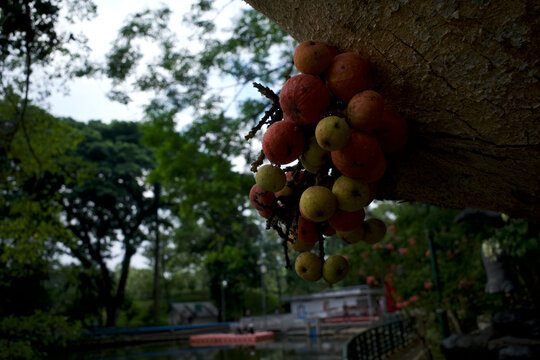 Close up of Ficus nota fruit on its tree trunk, a type of fig tree found in Yogyakarta, Indonesia