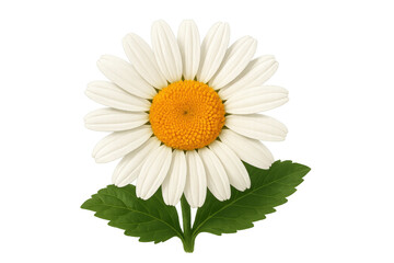 Fototapeta premium Daisy flower head with white petals and yellow center, blooming fresh green leaves, transparent background