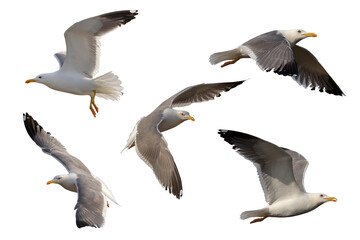 Fototapeta premium Collage of five Heuglin's Gulls flying isolated on transparent background png file