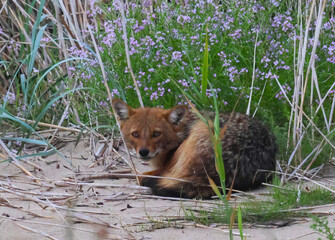 golden jackal resting on the beach sand near the reeds resting on the beach sand near the reeds