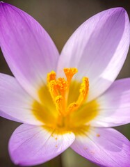 Fototapeta premium Close-up of a vibrant purple and yellow crocus flower, spring bloom