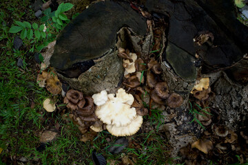 Pleurotus ostreatus, the oyster mushroom or oyster fungus on the trunk