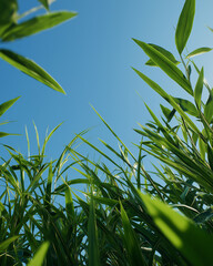 Obraz premium Looking up from a lush green field, the leaves sway gently in the breeze under the bright sky Generative AI