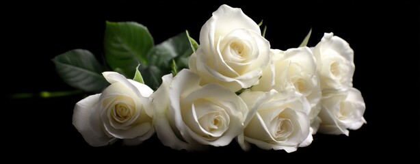 Bunch of white roses blossom