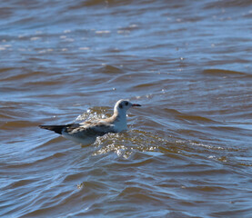 seagull swimming in the water