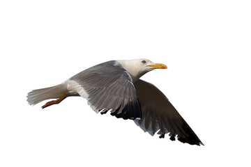 Heuglin's Gull flying isolated on transparent background png file