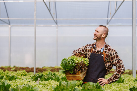 Farmer smiling, carrying a crate of fresh organic lettuce in a modern greenhouse, representing sustainable agriculture and food