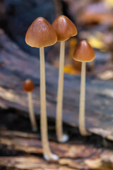 Vier Steifstielige M&uuml;rblinge auf Totholz in der Frontale