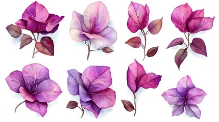 Bougainvillea Blossoms: A vibrant watercolor illustration of delicate bougainvillea flowers in shades of pink and orange, isolated on white