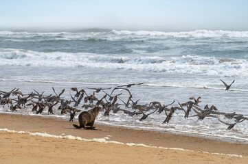 Otarie et envol de cormorans
