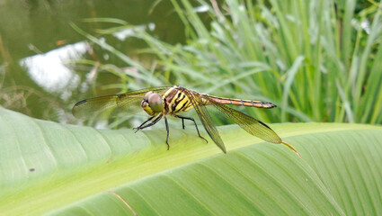 Naklejka premium A dragonfly perched on a bright green leaf near the pond.