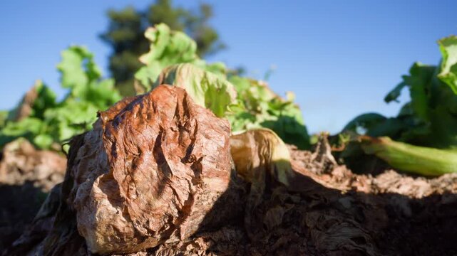 Rotting lettuce crop wasting in a field