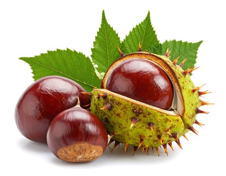 Three shiny brown conkers with green leaves and spiky shell