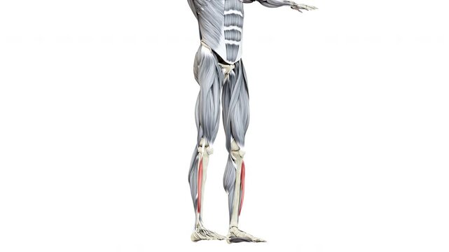 Human Muscular System Leg Muscles Extensor Digitorum Longus Muscles Anatomy Animation Concept