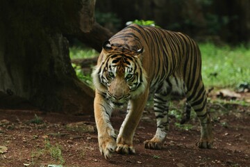 A Sumatran tiger is seen walking in the field while observing its surroundings.