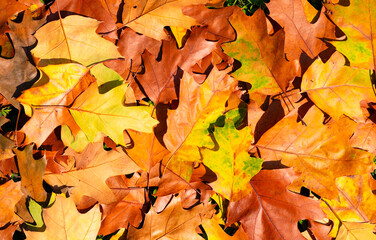 Foliage in the park. Autumn fall leaves of maple trees. Autumn fall leaves in sunlight. Foliage, falling leaves background. Autumn leaf. Autumnal mood.