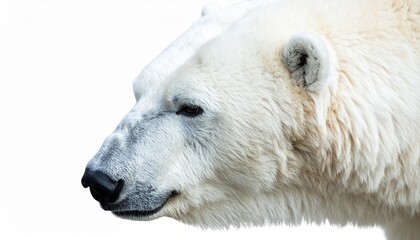 Close Up Profile Portrait of Polar Bear