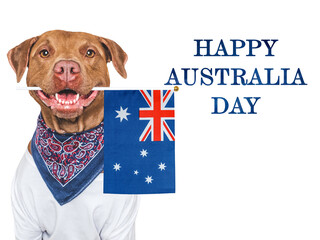 Happy Australia Day. Cute dog and Australian Flag. Closeup, indoors. Studio shot. Congratulations for family, loved ones, relatives, friends and colleagues. Pet care concept