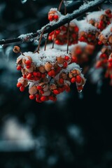 red berries on snow