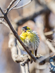 Eurasian siskin male, latin name spinus spinus, sitting on branch of tree. Cute little yellow songbird.
