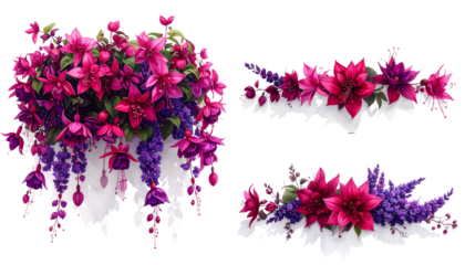 Hanging fuchsia blooms in dual-tone colors isolated on transparent background