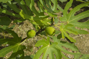 It is a fig tree with fruit.